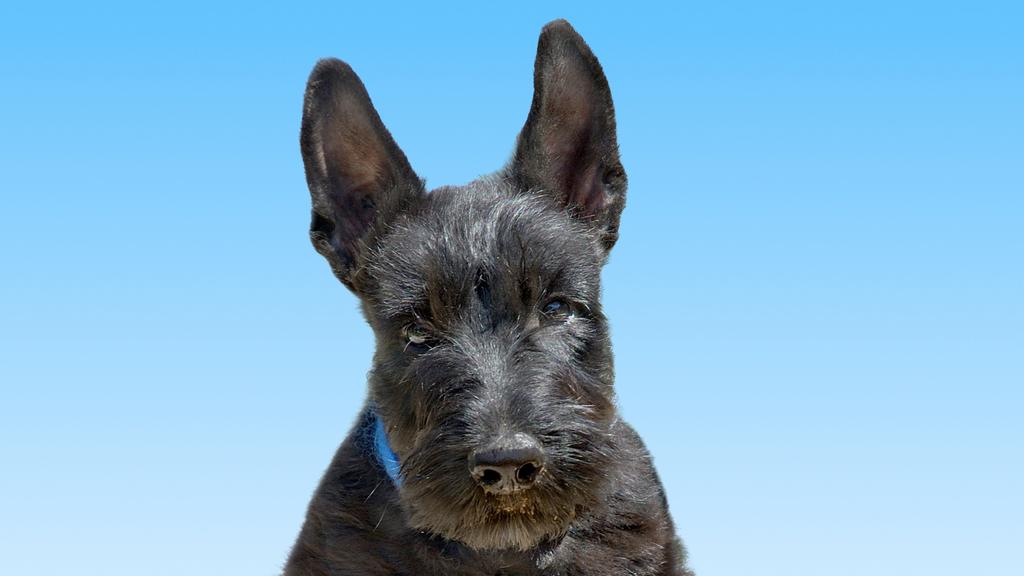 Life Stage Considerations icon