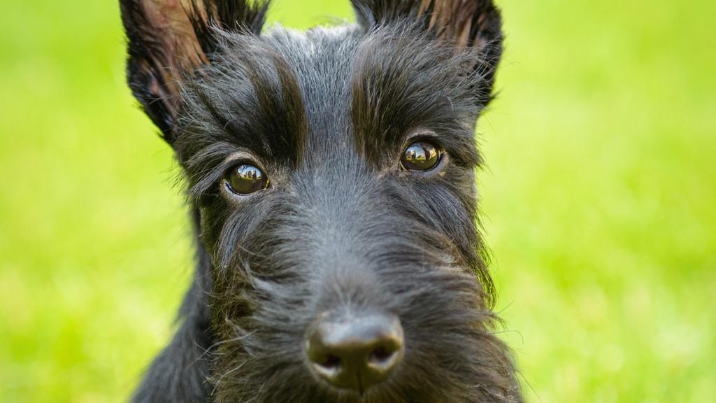 Scottish Terrier