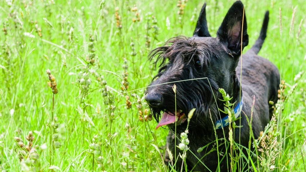 Scottish Terrier