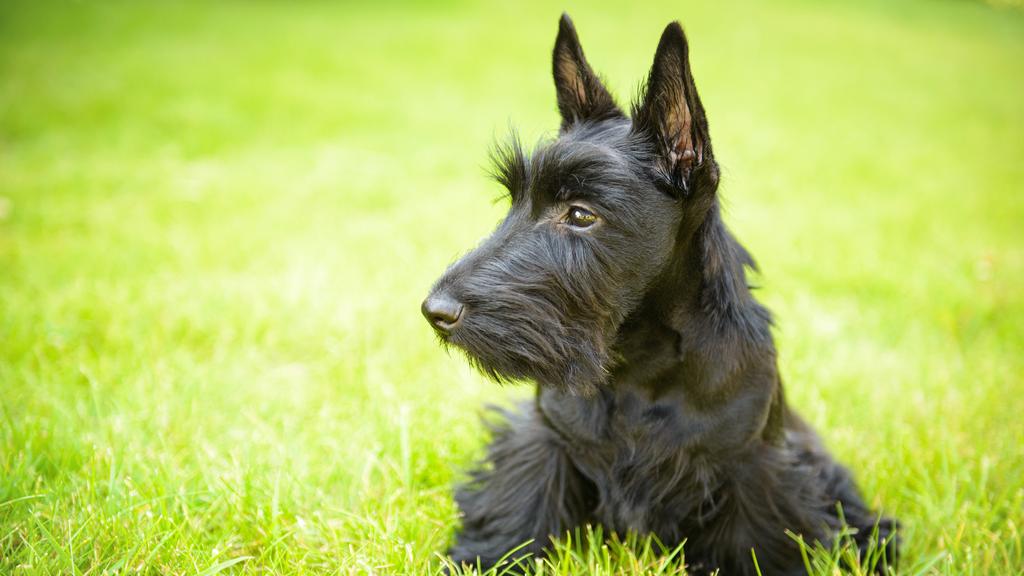 Scottish Terrier