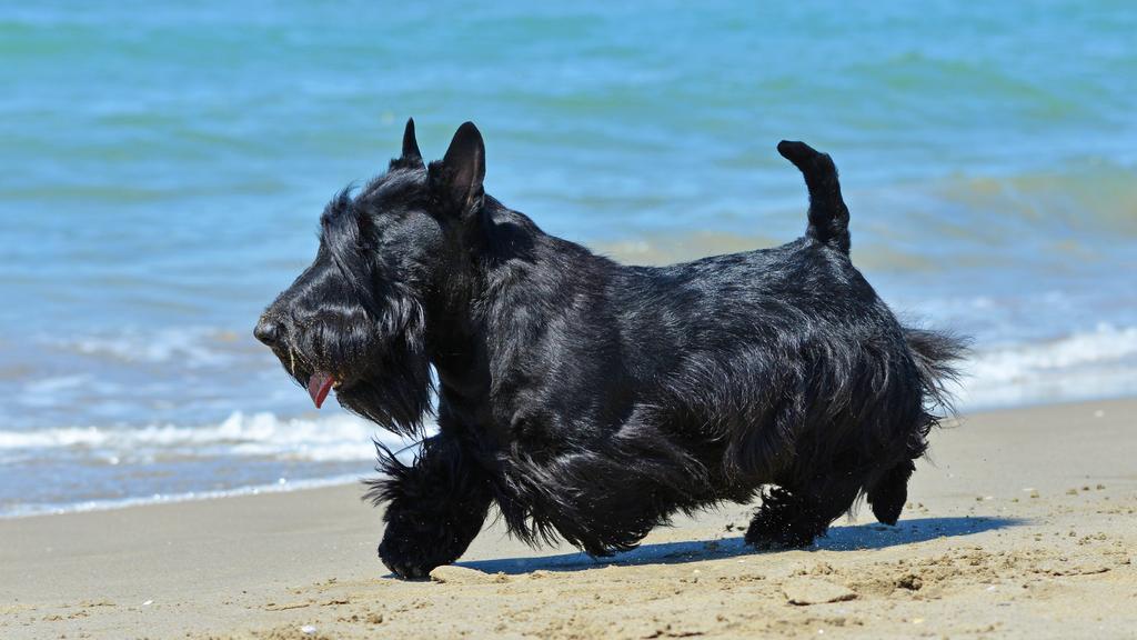 Scottish Terrier