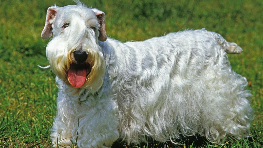 Sealyham Terrier