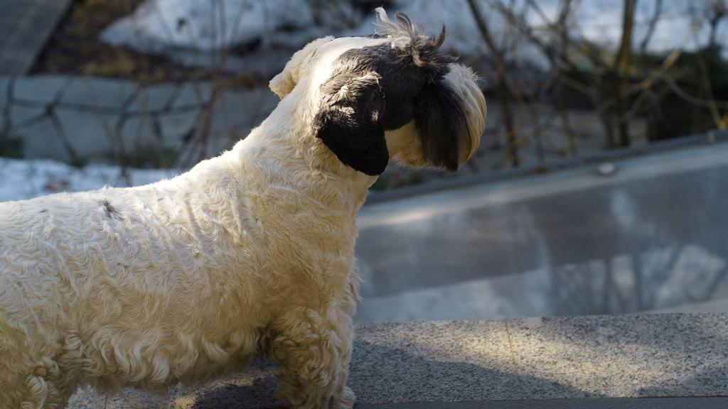 Grooming & Health icon