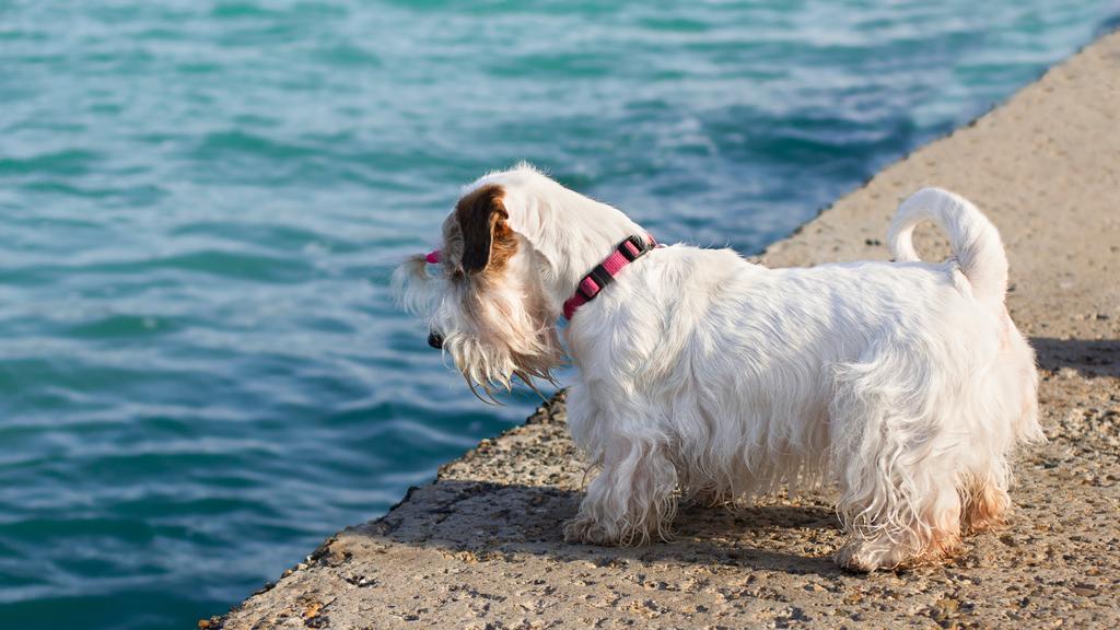 Sealyham Terrier
