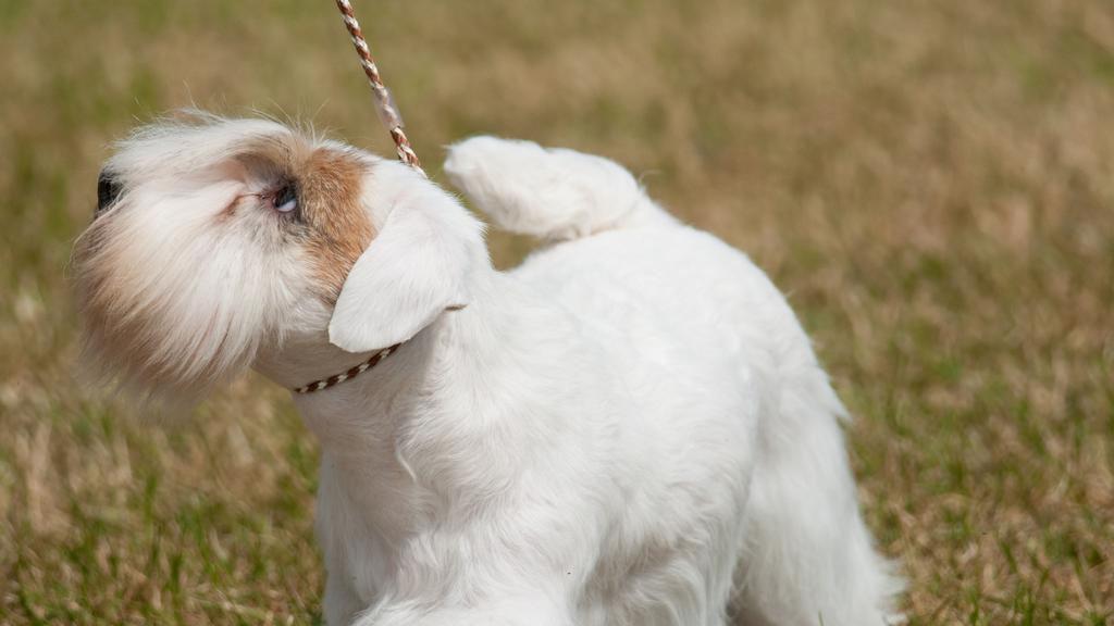 Exercise & Activity Needs icon