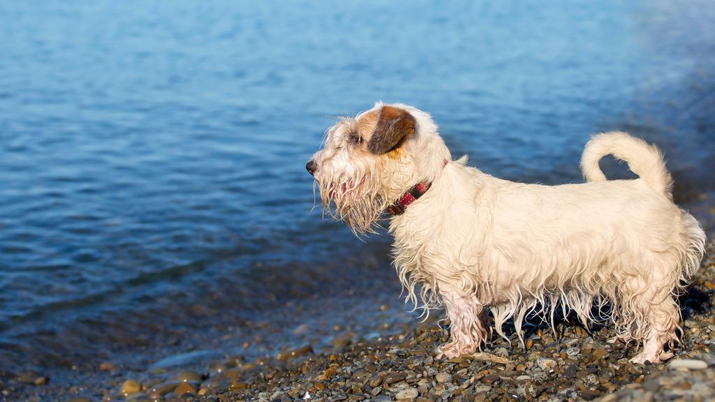 Sealyham Terrier