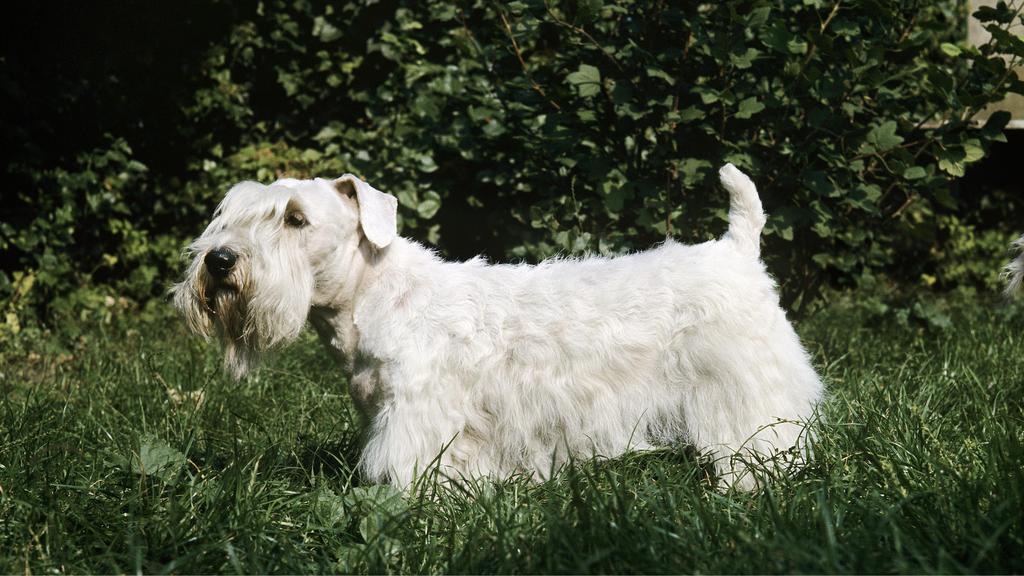 Suitability for First-Time vs. Experienced Owners icon