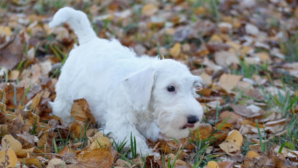 Sealyham Terrier