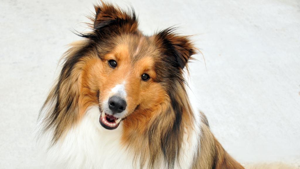 Shetland Sheepdog