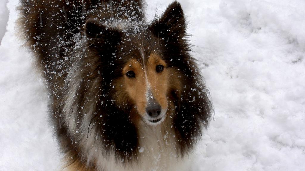 Suitability for First-Time vs. Experienced Owners icon