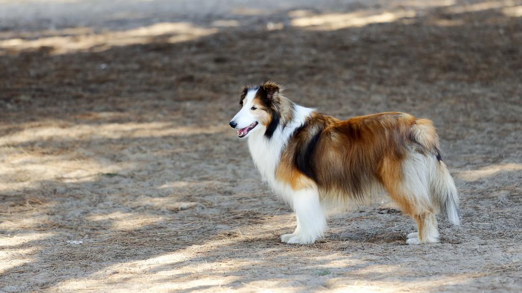 Shetland Sheepdog