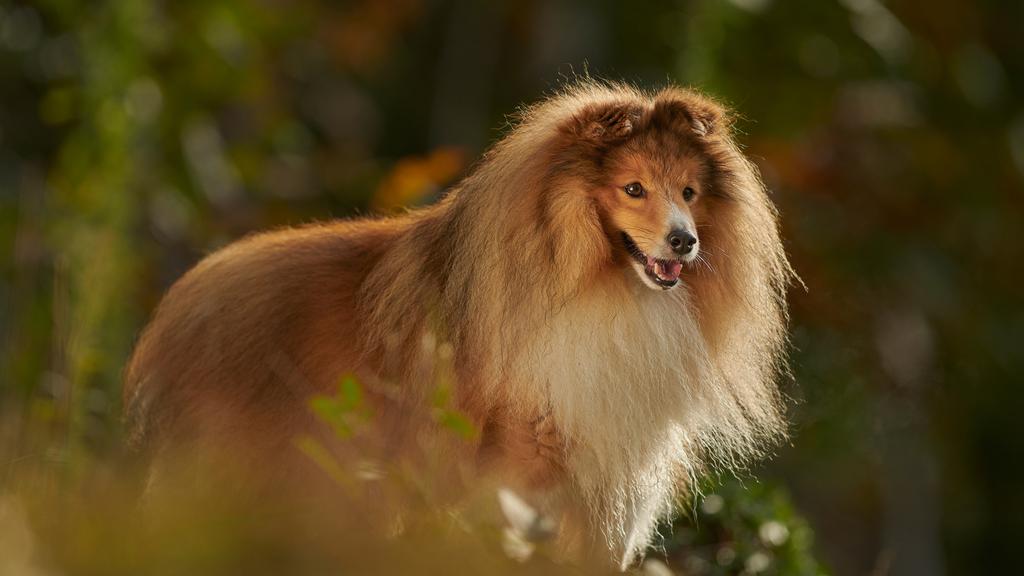 Exercise & Activity Needs icon