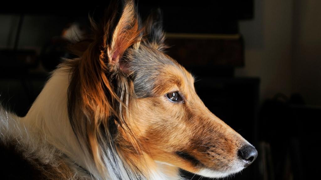 Shetland Sheepdog