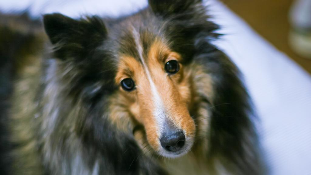 Shetland Sheepdog
