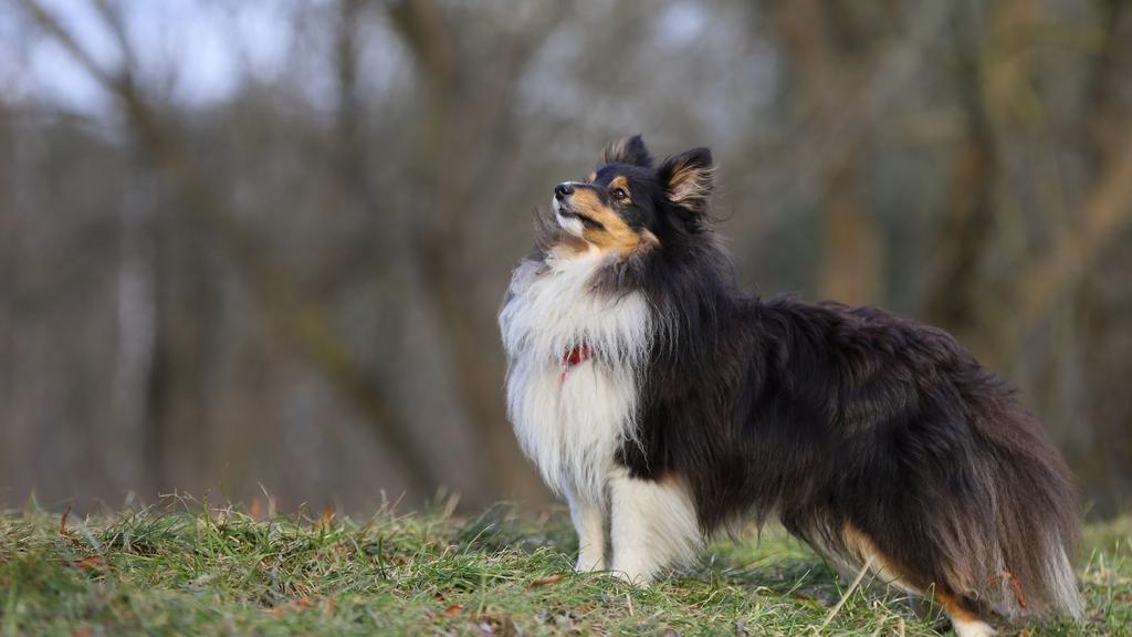 Shetland Sheepdog