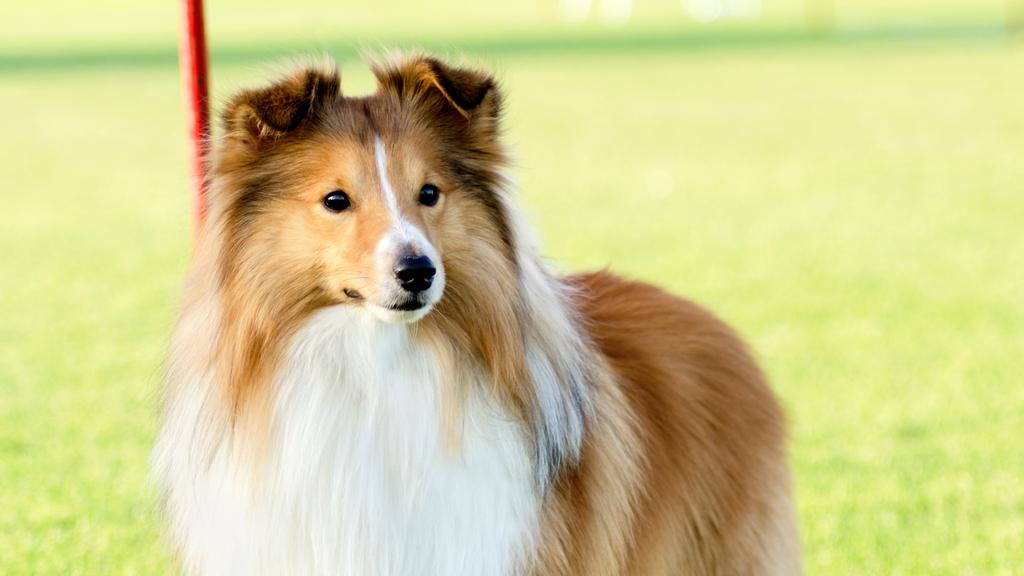 Shetland Sheepdog