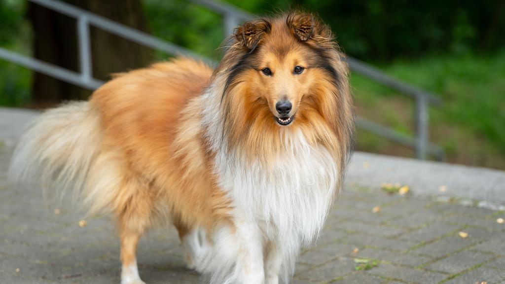 Shetland Sheepdog