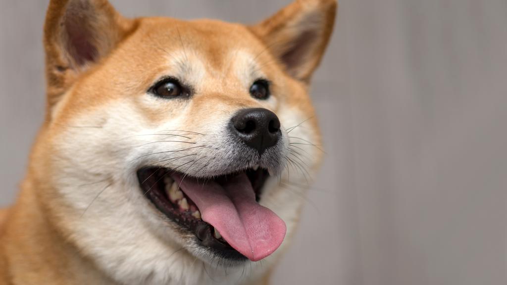 Shiba Inu
