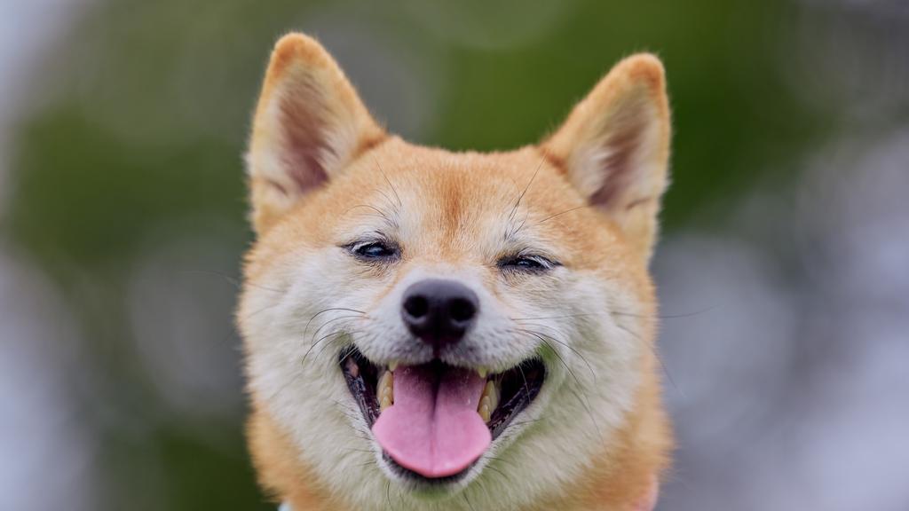 Shiba Inu