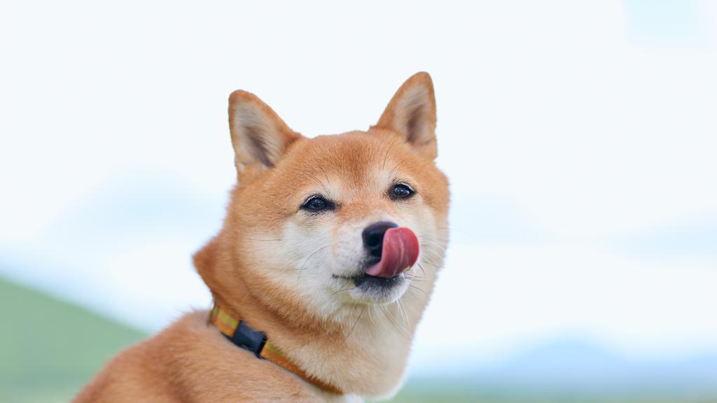 Shiba Inu