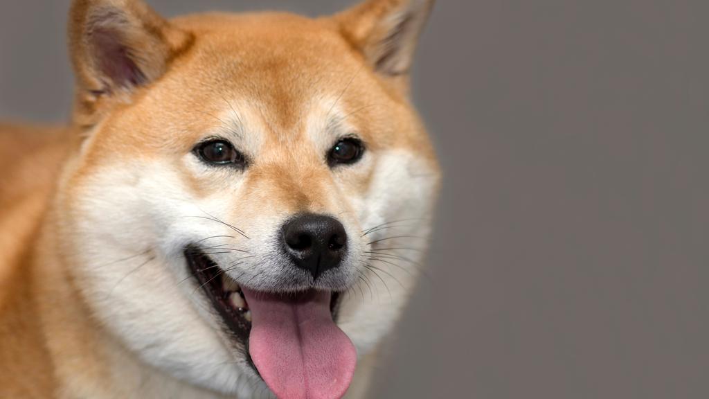 Shiba Inu
