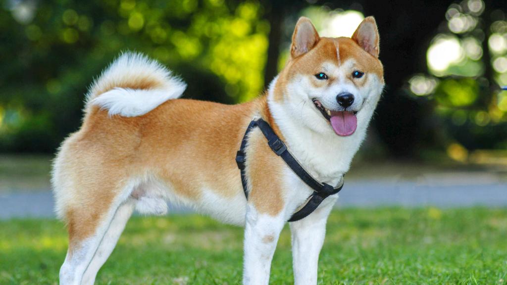 Shiba Inu