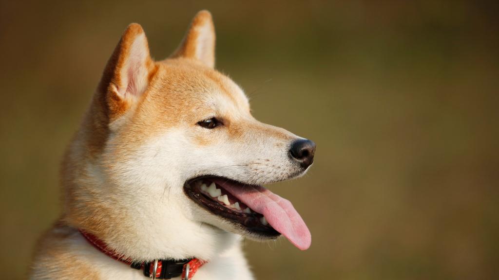 Shiba Inu