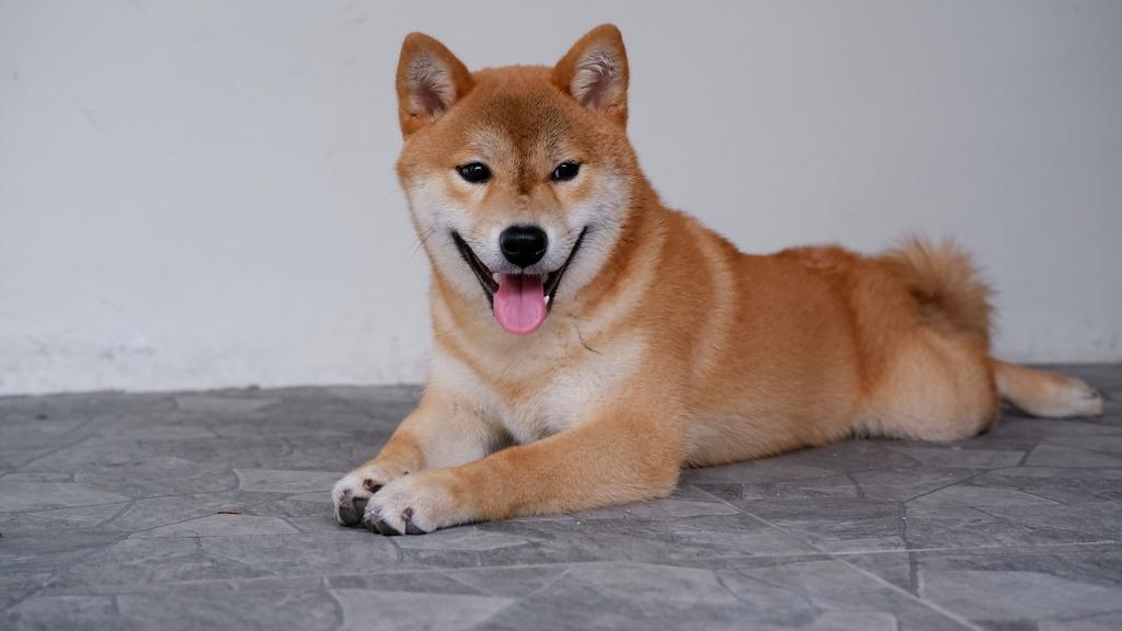 Shiba Inu
