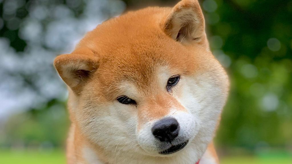 Shiba Inu