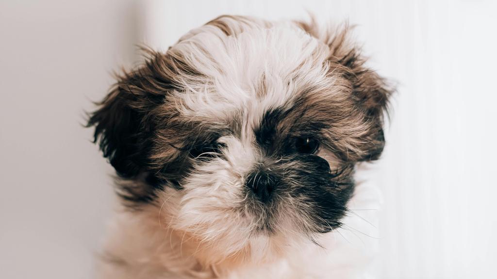 Basic Information icon