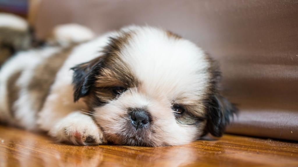 Shih Tzu