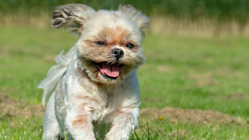 Living Environment Adaptability icon