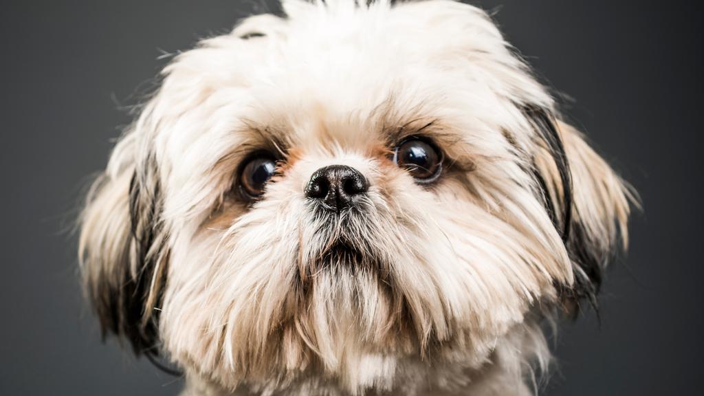Shih Tzu