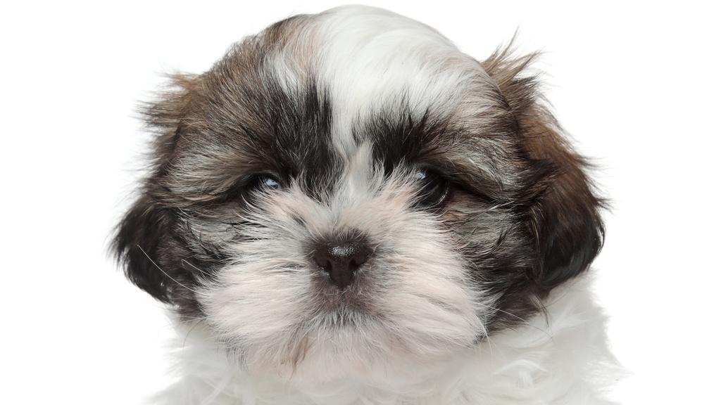 Temperament & Behavior icon