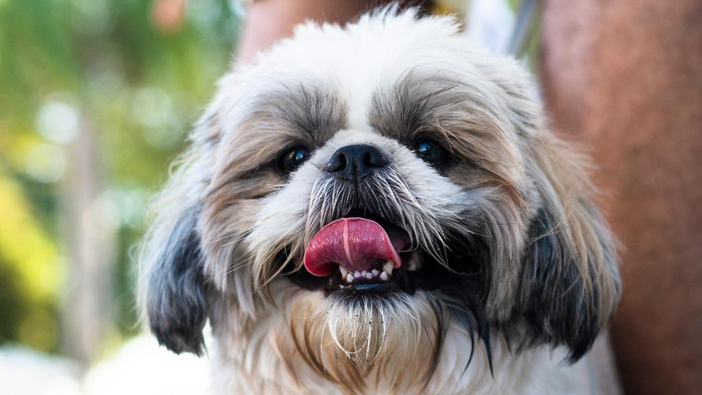 Shih Tzu