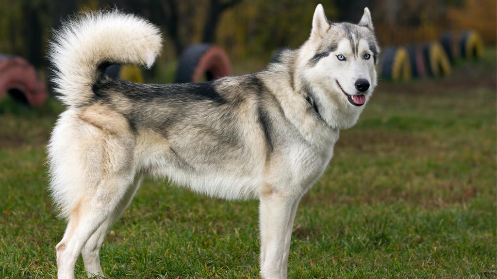 Siberian Husky