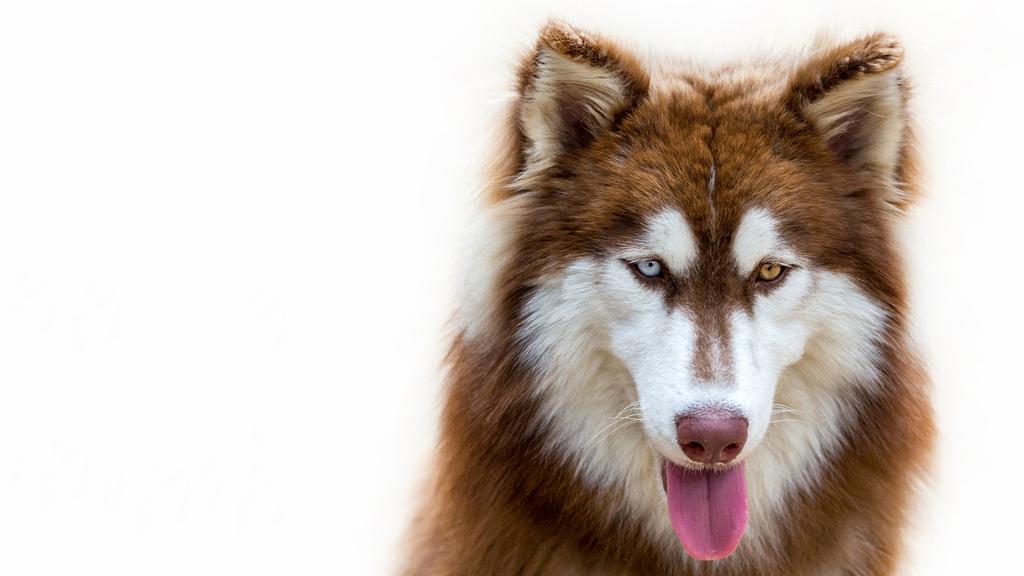 Temperament & Behavior icon