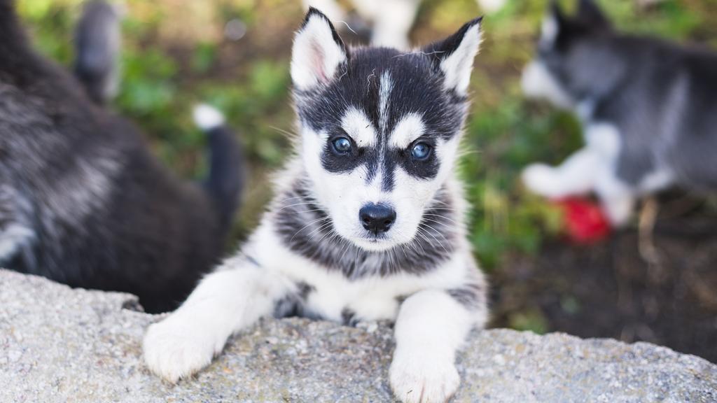 Siberian Husky