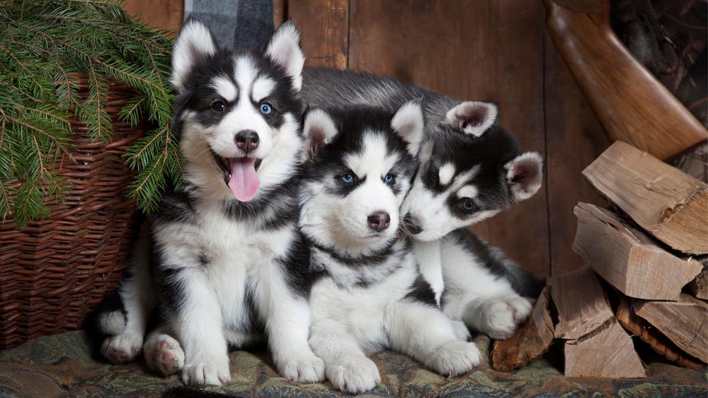 Siberian Husky