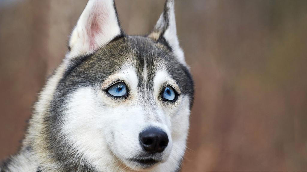 Siberian Husky