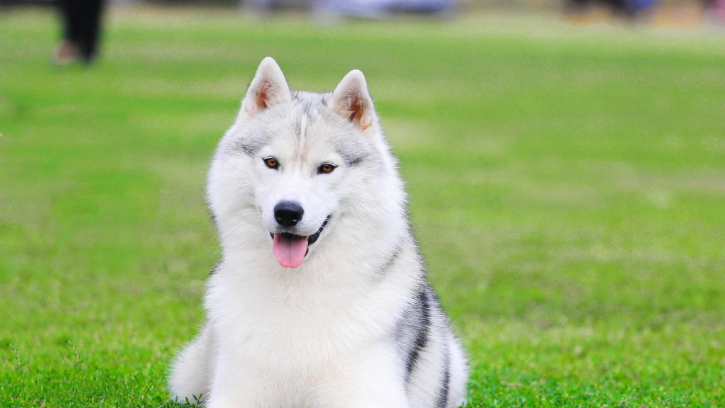 Siberian Husky