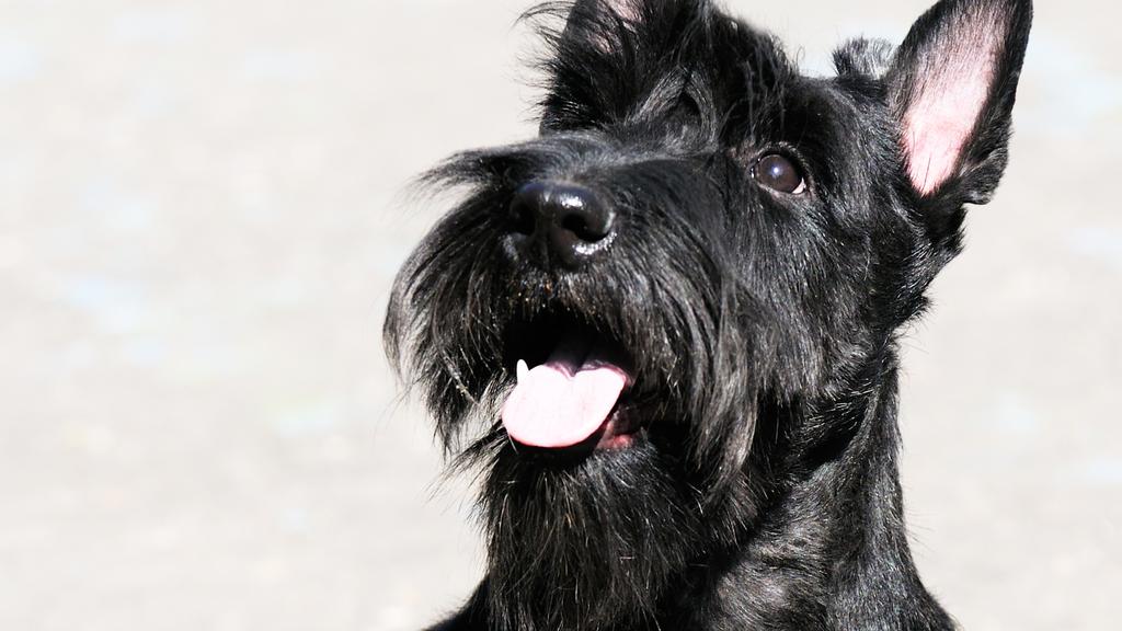 Skye Terrier