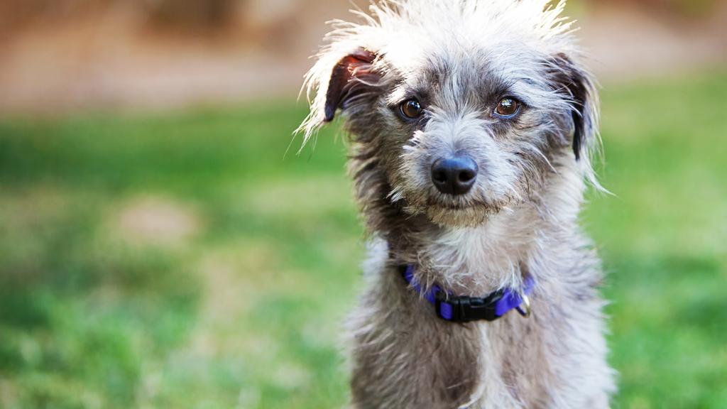 Temperament & Behavior icon