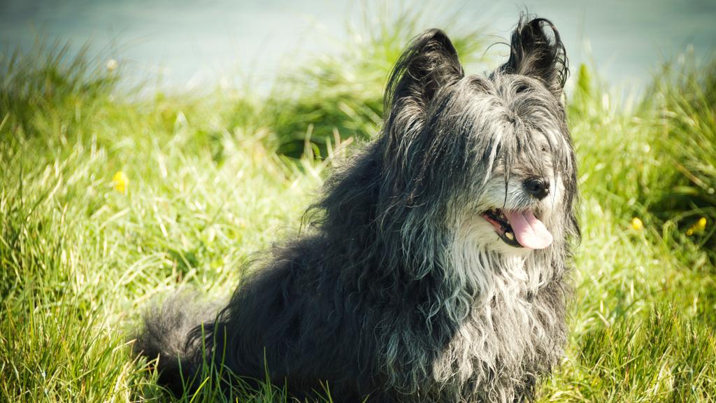 Grooming & Health icon