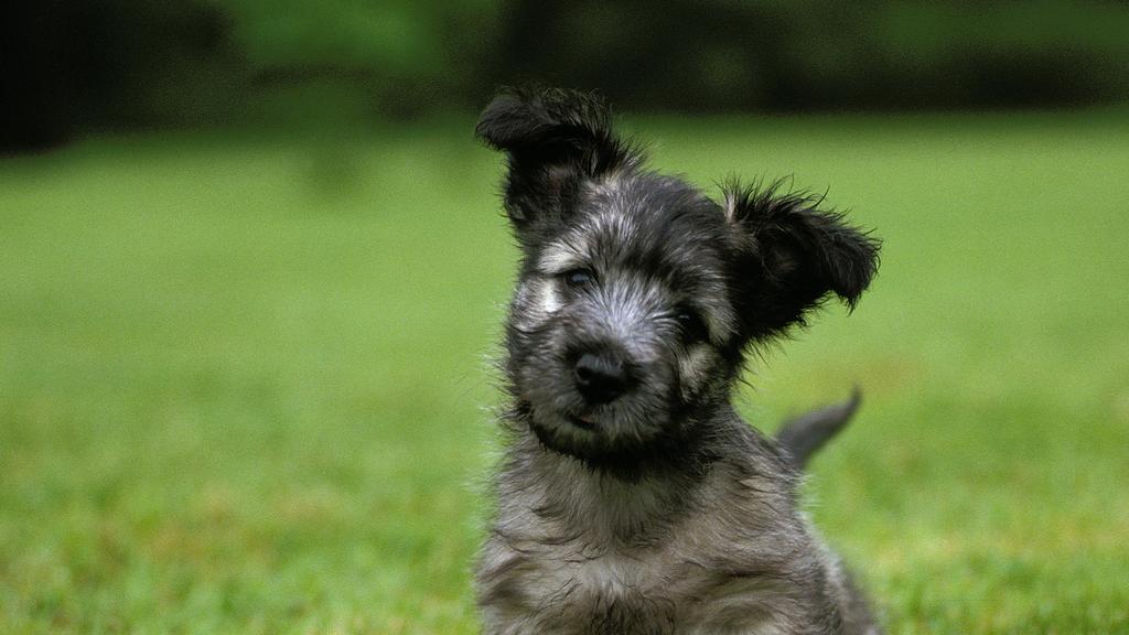 Adoption vs. Breeder Considerations icon