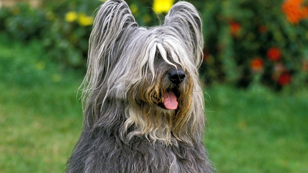 Exercise & Activity Needs icon