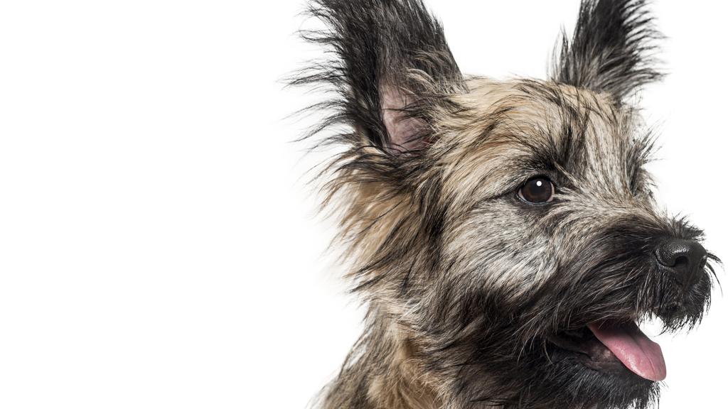 Skye Terrier