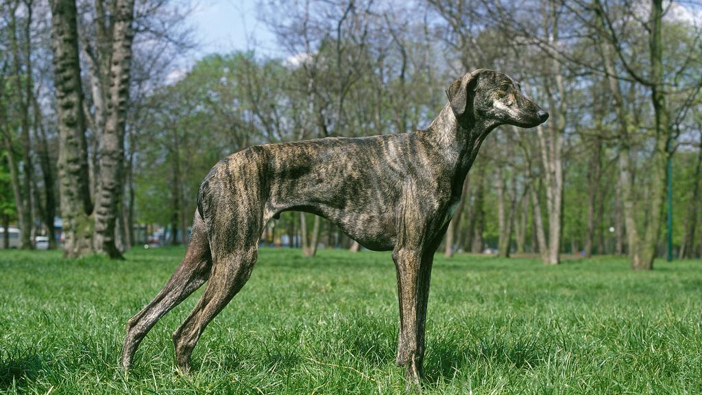 Adoption vs. Breeder Considerations icon