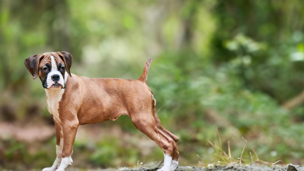 Temperament & Behavior icon