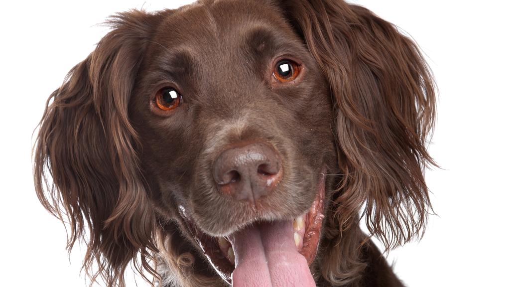 Small Munsterlander Pointer